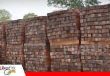 Exportaciones de madera boliviana cerrarían 2026 en su nivel más bajo en más de tres décadas La madera boliviana pierde mercados y cae a mínimos históricos/ Foto: CFB