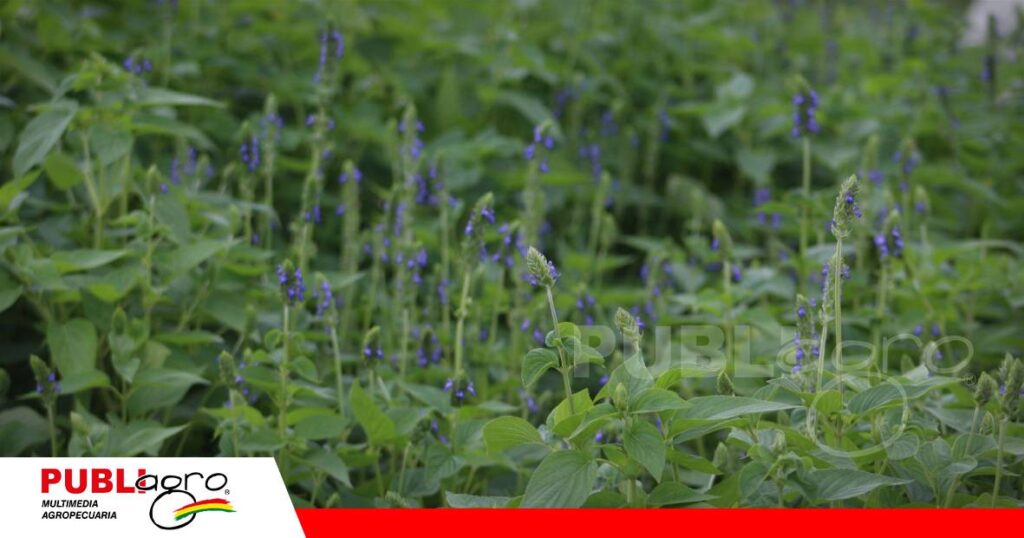 FOTO NOTAS WEB - 2026-10-15T194940.199 La chía es otro de los cultivos nuevos en Agro Vidas y lo tiene DVA/ Foto: Publiagro