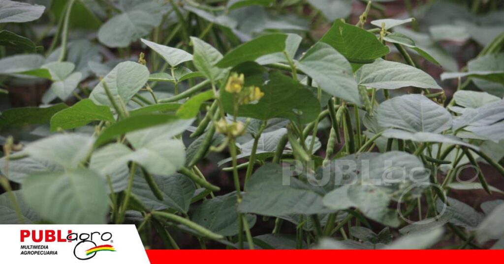 FOTO NOTAS WEB - 2026-10-15T195011.305 El frejol una opción como cultivo de servicio/ Foto: Publiagro