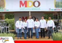 MDO presenta genética en soya, sorgo, trigo y girasol para diversificar la producción agrícola MDO exhibe genética para potenciar cuatro cultivos agrícolas/ Foto: Publiagro