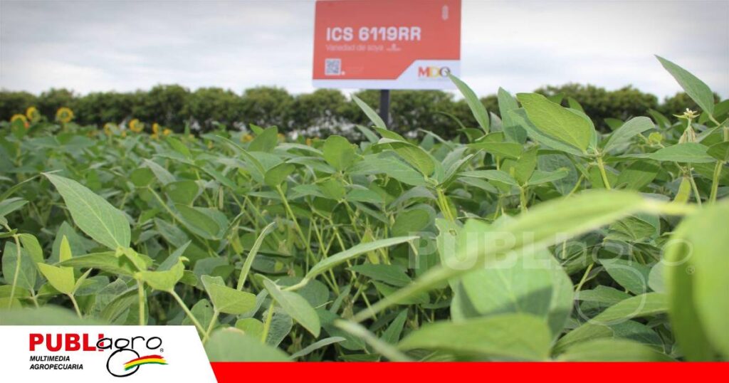 FOTO NOTAS WEB - 2026-10-15T220233.629 Variedad de soya ICS 6119RR es otra de las opciones de MDO/ Foto: Publiagro
