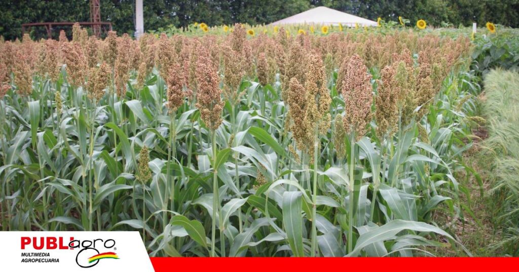 FOTO NOTAS WEB - 2026-10-15T220255.044 La empresa presenta variedades de soya, sorgo, trigo y girasol en Agro Vidas 2026/ Foto: Publiagro