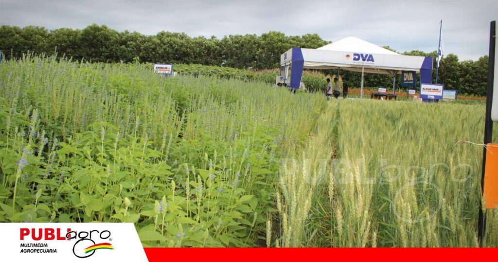 FOTO NOTAS WEB - 2026-10-15T220444.576 La compañía muestra alternativas para pasturas, chía y frejol mungo/ Foto: Publiagro