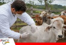 Alimenta 2026: Agromel acerca a expertos de Virbac Uruguay para abordar la prevención de la clostridiosis bovina