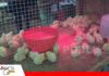 Avícola Don Mario reafirma su compromiso con la producción de pollitos BB de calidad Avícola Don Mario mantiene su apuesta por el desarrollo del sector avícola boliviano/ Foto: Publiagro