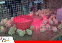 Avícola Don Mario reafirma su compromiso con la producción de pollitos BB de calidad Avícola Don Mario mantiene su apuesta por el desarrollo del sector avícola boliviano/ Foto: Publiagro