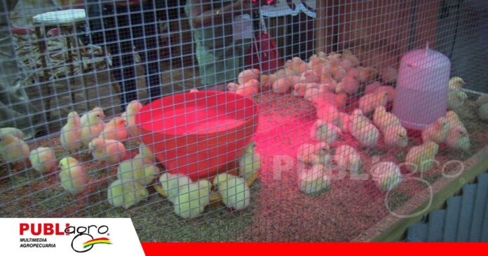 Avícola Don Mario mantiene su apuesta por el desarrollo del sector avícola boliviano/ Foto: Publiagro