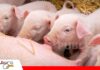 Cerdas hiperprolíficas: el manejo reproductivo define la productividad de toda la vida de la hembra Manejo de cerdas hiperprolíficas durante la lactación / Foto: Internet