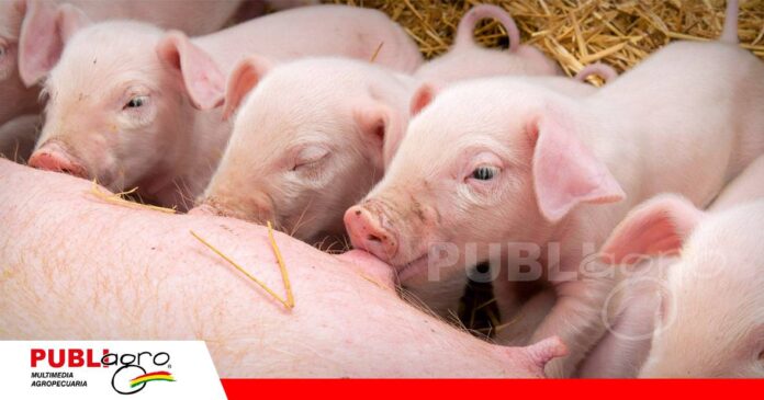 Manejo de cerdas hiperprolíficas durante la lactación / Foto: Internet