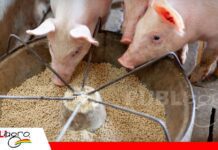 ¿Cómo alimentar al cerdo del futuro? La nutrición porcina exige medir y adaptar estrategias La alimentación del cerdo del futuro exige mucho más / Foto: Internet