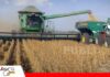 Exportaciones de soya y sus derivados superan los $us 753 millones hasta agosto y superan al sector hidrocarburos La cosecha de granos de soya en el oriente boliviano / Foto: Internet