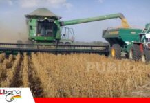 Exportaciones de soya y sus derivados superan los $us 753 millones hasta agosto y superan al sector hidrocarburos La cosecha de granos de soya en el oriente boliviano / Foto: Internet