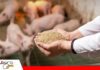 Nutrición porcina moderna: claves para optimizar el alimento y mejorar la productividad Nutrición de precisión / Foto: Internet