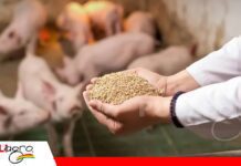 Nutrición porcina moderna: claves para optimizar el alimento y mejorar la productividad Nutrición de precisión / Foto: Internet