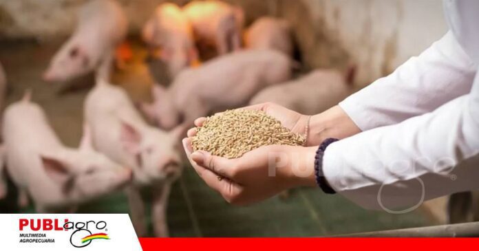 Nutrición de precisión / Foto: Internet