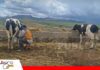 Subió el precio de la leche, pero la sostenibilidad sigue pendiente ACRHOBOL señala que el incremento no compensa por completo las presiones de los costos/ Foto: Internet