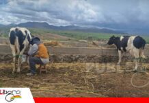 Subió el precio de la leche, pero la sostenibilidad sigue pendiente ACRHOBOL señala que el incremento no compensa por completo las presiones de los costos/ Foto: Internet