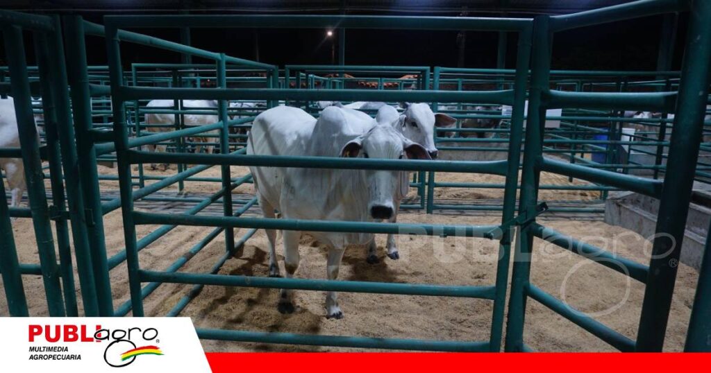FOTO NOTAS WEB - 2026-10-26T203548.112 Nelorí llevó al remate genética que multiplica resultados/ Foto: Publiagro