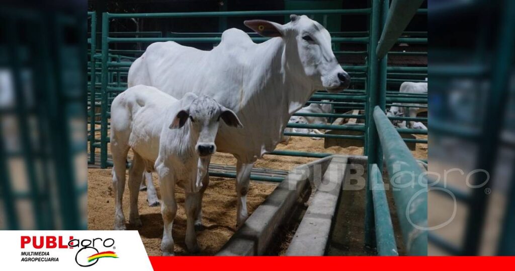 FOTO NOTAS WEB - 2026-10-26T203609.247 Vacas con partos dobles y animales evaluados/ Foto: Publiagro