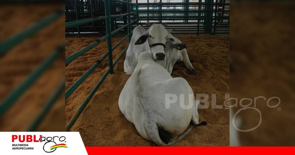 FOTO NOTAS WEB - 2026-10-26T203704.860 La cabaña puso a disposición del mercado animales nelore, nelore mocho y guzerá/ Foto: Publiagro
