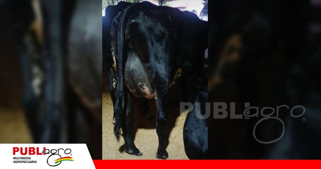 FOTO NOTAS WEB - 2026-10-26T203739.094 Genetica lechera Gyr y Girolando/ Foto: Publiagro