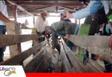 Inicia la vacunación contra la brucelosis bovina y bubalina Lanzamiento del ciclo contra la brucelosis bovina y bubalina/ Foto: Publiagro