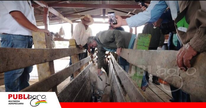 FOTO NOTAS WEB - 2026-10-27T163119.101 Lanzamiento del ciclo contra la brucelosis bovina y bubalina/ Foto: Publiagro