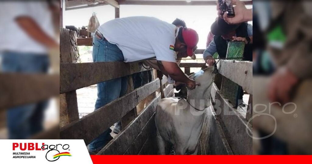 FOTO NOTAS WEB - 2026-10-27T163146.401 La vacunación busca proteger la reproducción y la sanidad del ganado/ Foto: Publiagro