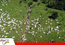 La carne sostenible reúne a especialistas internacionales en Santa Cruz La carne sostenible busca abrir nuevas oportunidades en los mercados internacionales/ Foto: internet