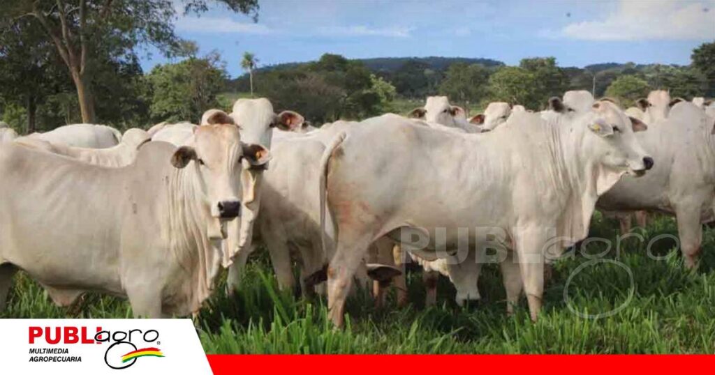 FOTO NOTAS WEB - 2026-10-28T065436.761 Trazabilidad y certificación marcan la agenda de la carne sostenible en Bolivia/ Foto: Internet