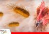 Un resultado negativo no descarta la presencia de salmonela en granjas avícolas El control de salmonela comienza con la bioseguridad y la salud intestinal/ Foto: BM Editores