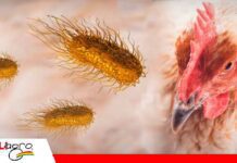 Un resultado negativo no descarta la presencia de salmonela en granjas avícolas El control de salmonela comienza con la bioseguridad y la salud intestinal/ Foto: BM Editores