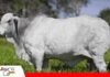 Capiguara es la cabaña con más toros en centrales de colecta de semen Tres décadas de selección que hoy llevan la genética Capiguara a las centrales/ Foto: Capiguara