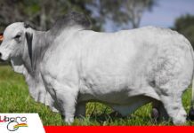 Capiguara es la cabaña con más toros en centrales de colecta de semen Tres décadas de selección que hoy llevan la genética Capiguara a las centrales/ Foto: Capiguara