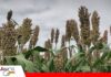 Granosol y Promasor: una alianza abre nuevas puertas para el sorgo boliviano El sorgo busca protagonismo en la industria de los biocombustibles/ Foto: Publiagro