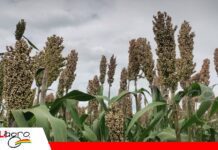 Granosol y Promasor: una alianza abre nuevas puertas para el sorgo boliviano El sorgo busca protagonismo en la industria de los biocombustibles/ Foto: Publiagro