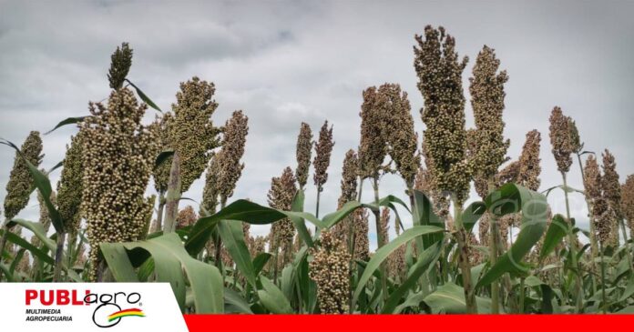 El sorgo busca protagonismo en la industria de los biocombustibles/ Foto: Publiagro