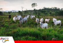 ¿Se puede hacer $us 500 dólares por hectárea en Ganadería extensiva? Bolivia tiene 47 clientes y 58 haciendas asesoradas Foto: Intenet