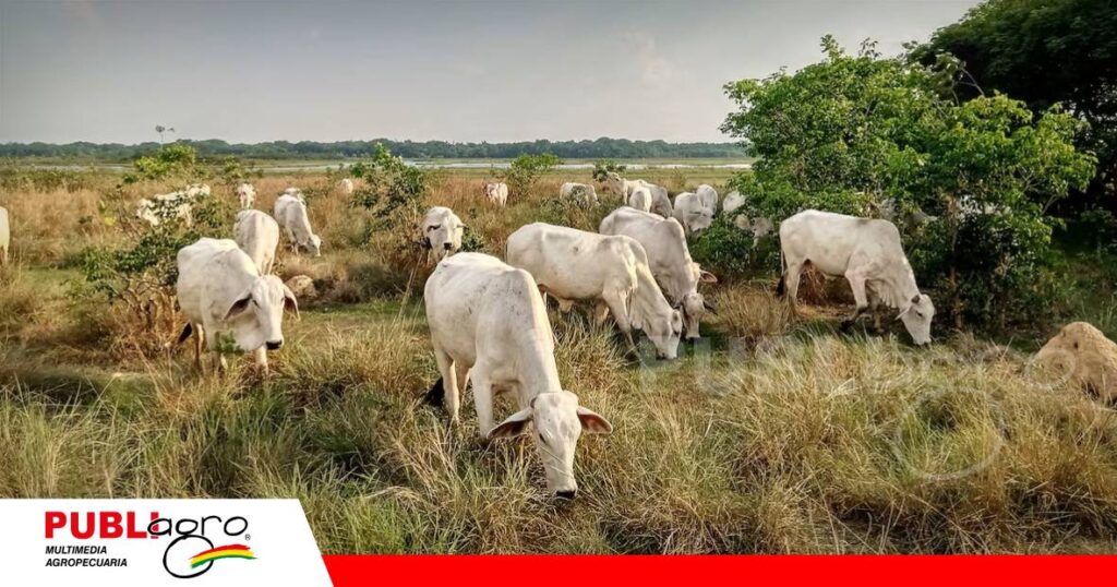 FOTO NOTAS WEB - 2026-10-29T162106.248 Si la gente hace agricultura sin fertilizar, la ganadería se hace de la forma más sencilla del mundo/ Foto: Internet