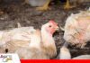 El confort térmico, determinante para el desarrollo y la productividad de las aves Temperatura, humedad y aire: el equilibrio que necesita el pollo/ Foto: Internet