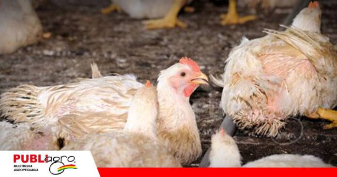 Temperatura, humedad y aire: el equilibrio que necesita el pollo/ Foto: Internet