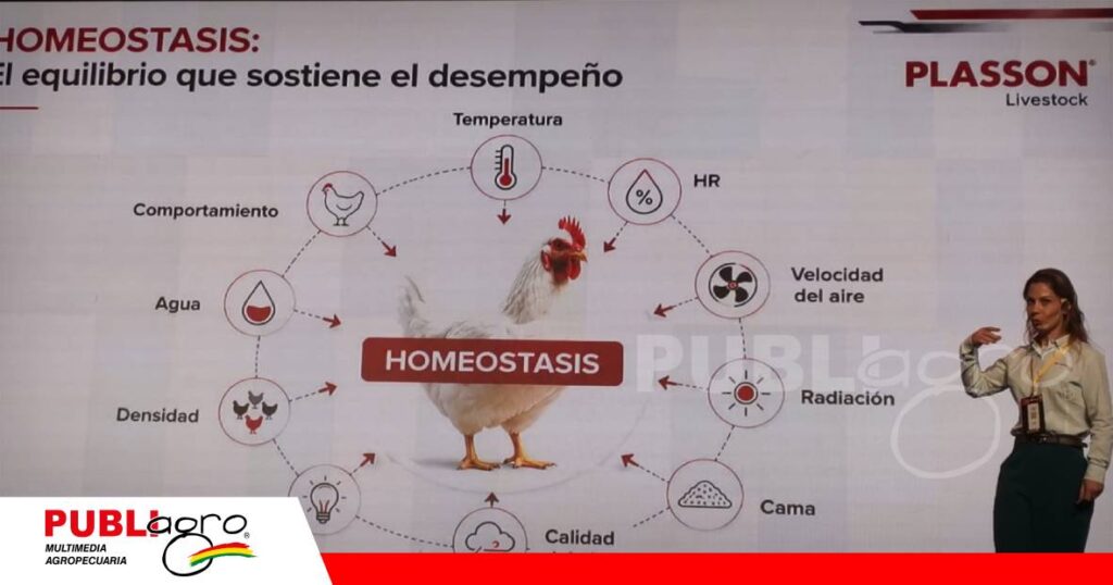 La cama caliente y la climatización adecuada favorecen el desarrollo del pollito/ Foto: Publiagro