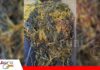 La salud del suelo es uno de los pilares de la agricultura moderna Compuestos bioactivos naturales del alga, favorecen el desarrollo radicular, la absorción de nutrientes / Foto: Internet