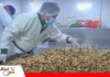La exportación de castaña boliviana alcanza los $us 197 millones hasta agosto de 2026 La castaña boliviana mantiene una evolución favorable en el comercio exterior/ Foto: Internet