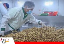 La exportación de castaña boliviana alcanza los $us 197 millones hasta agosto de 2026 La castaña boliviana mantiene una evolución favorable en el comercio exterior/ Foto: Internet