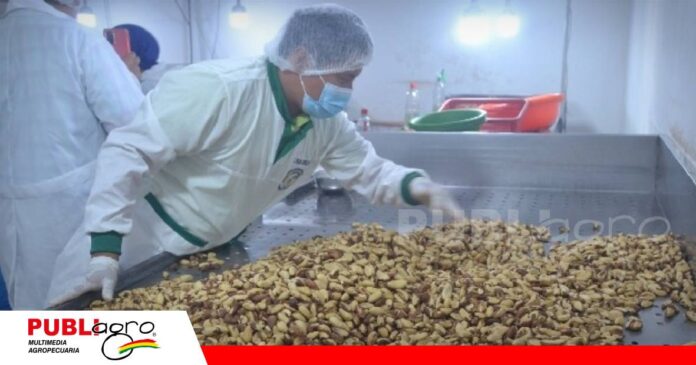 FOTO NOTAS WEB - 2026-10-29T211315.451 La castaña boliviana mantiene una evolución favorable en el comercio exterior/ Foto: Internet