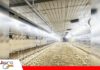 Los primeros 10 días de crianza exigen un manejo preciso de la ventilación La ventilación temprana marca el desarrollo de los pollitos/ Foto: internet