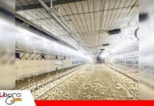 Los primeros 10 días de crianza exigen un manejo preciso de la ventilación La ventilación temprana marca el desarrollo de los pollitos/ Foto: internet