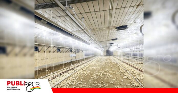 FOTO NOTAS WEB - 2026-10-29T211420.402 La ventilación temprana marca el desarrollo de los pollitos/ Foto: internet