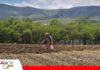 Padilla inicia la siembra grande con maní, maíz, frejol y papa Padilla comunidad de Chuquisaca, la siembra todavía es manuel/ Foto: Radio Centro Padilla